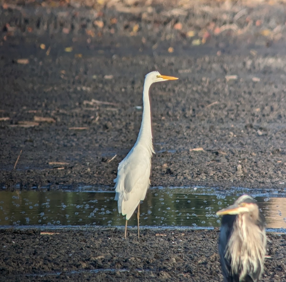 Great Egret - ML608412149