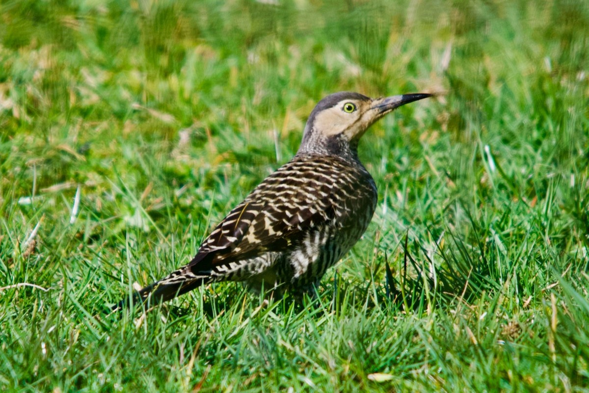 Chilean Flicker - ML608412282