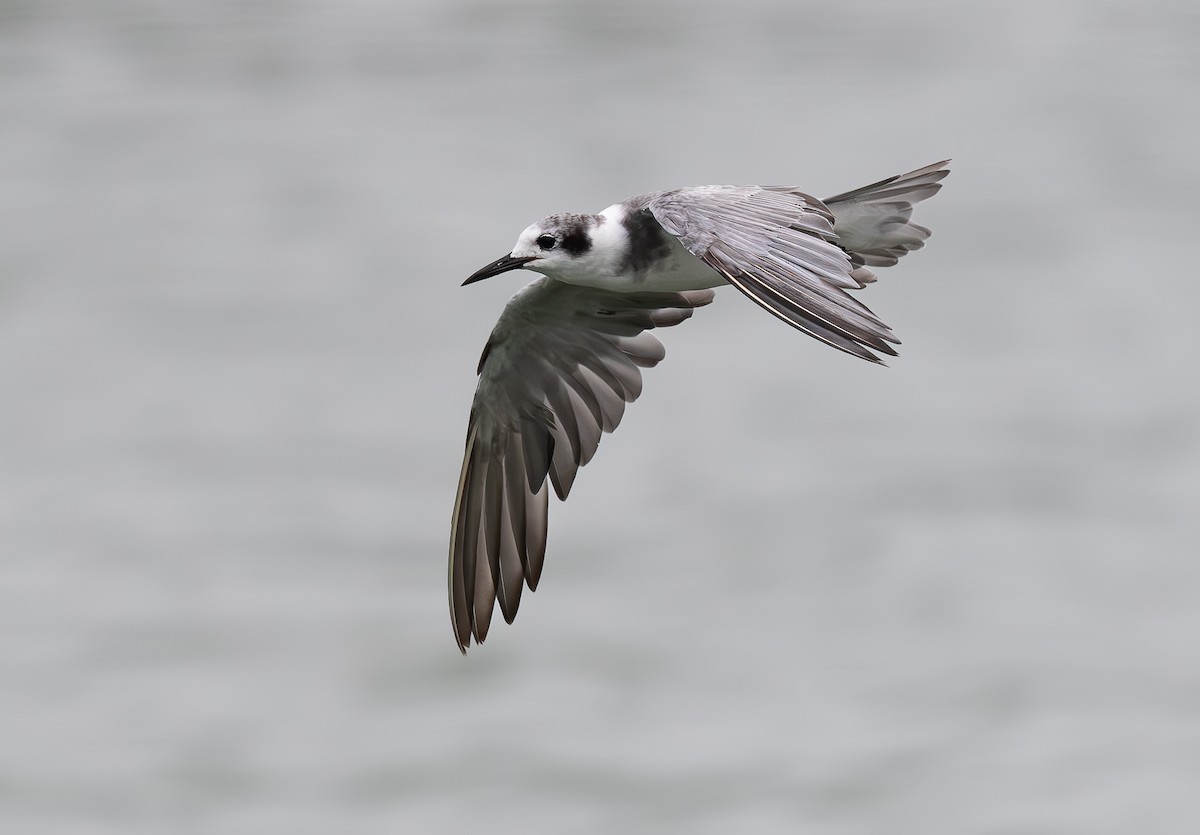 Black Tern - ML608412301