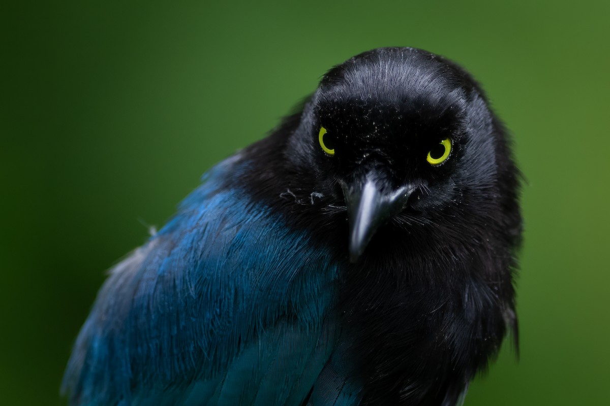 Bushy-crested Jay - ML608412304