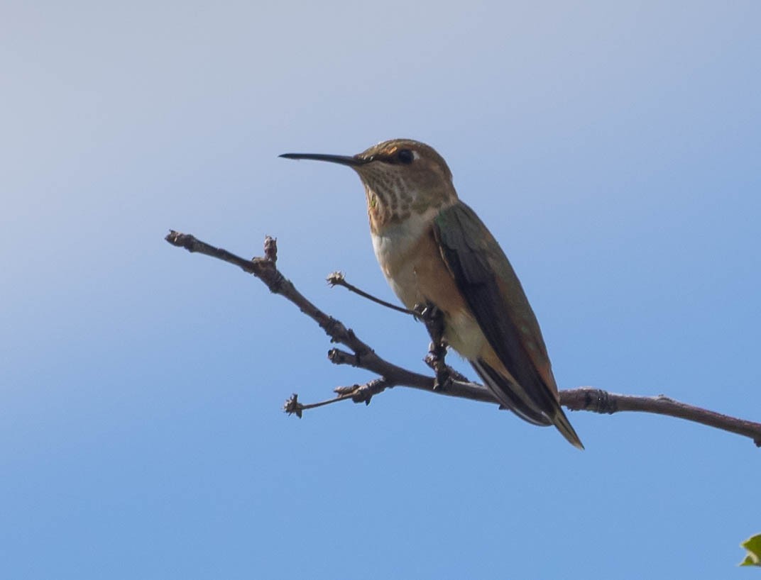 Rufous Hummingbird - ML608412313