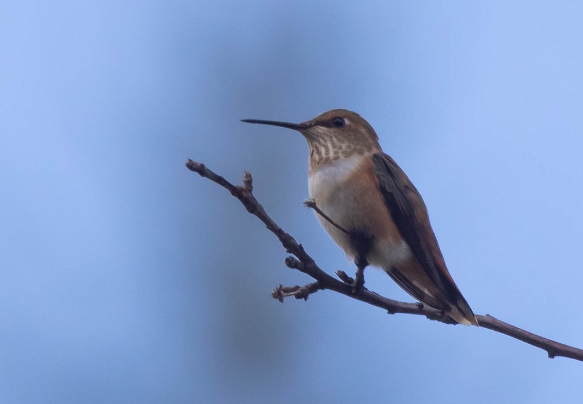 Rufous Hummingbird - ML608412315