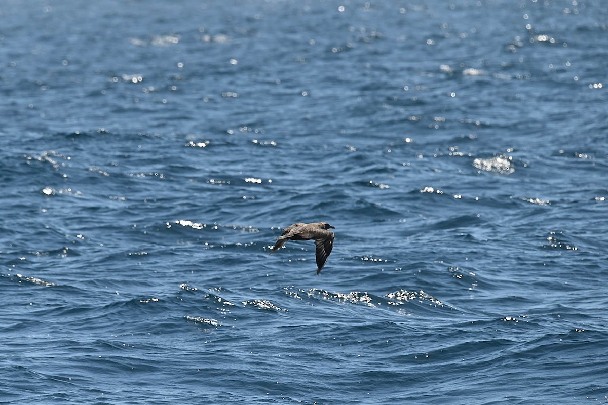 South Polar Skua - ML608412338