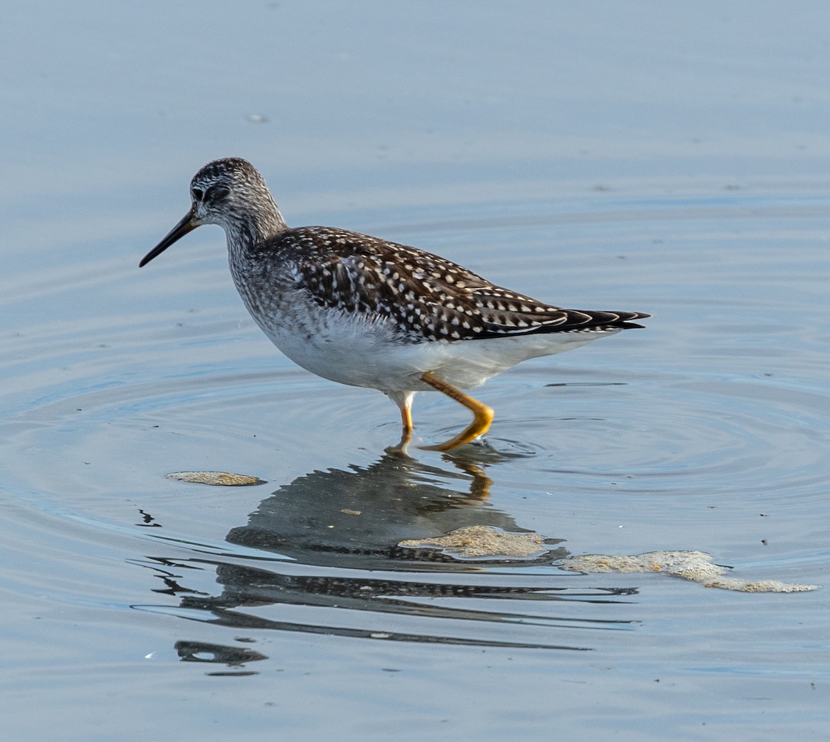 Lesser Yellowlegs - ML608412387