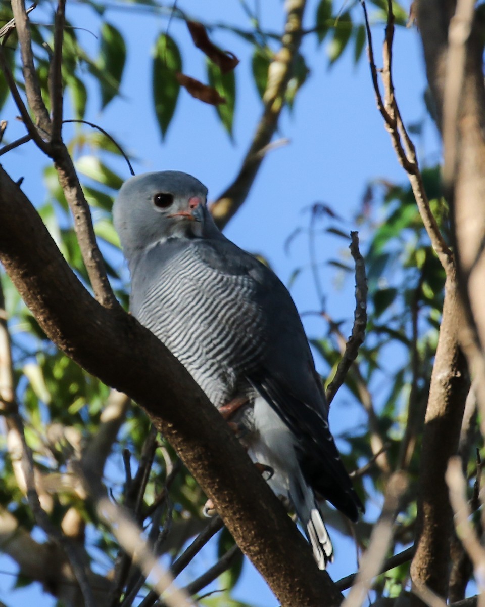 Lizard Buzzard - David Kirschke