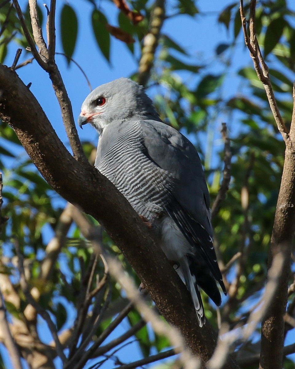 Lizard Buzzard - ML608412431