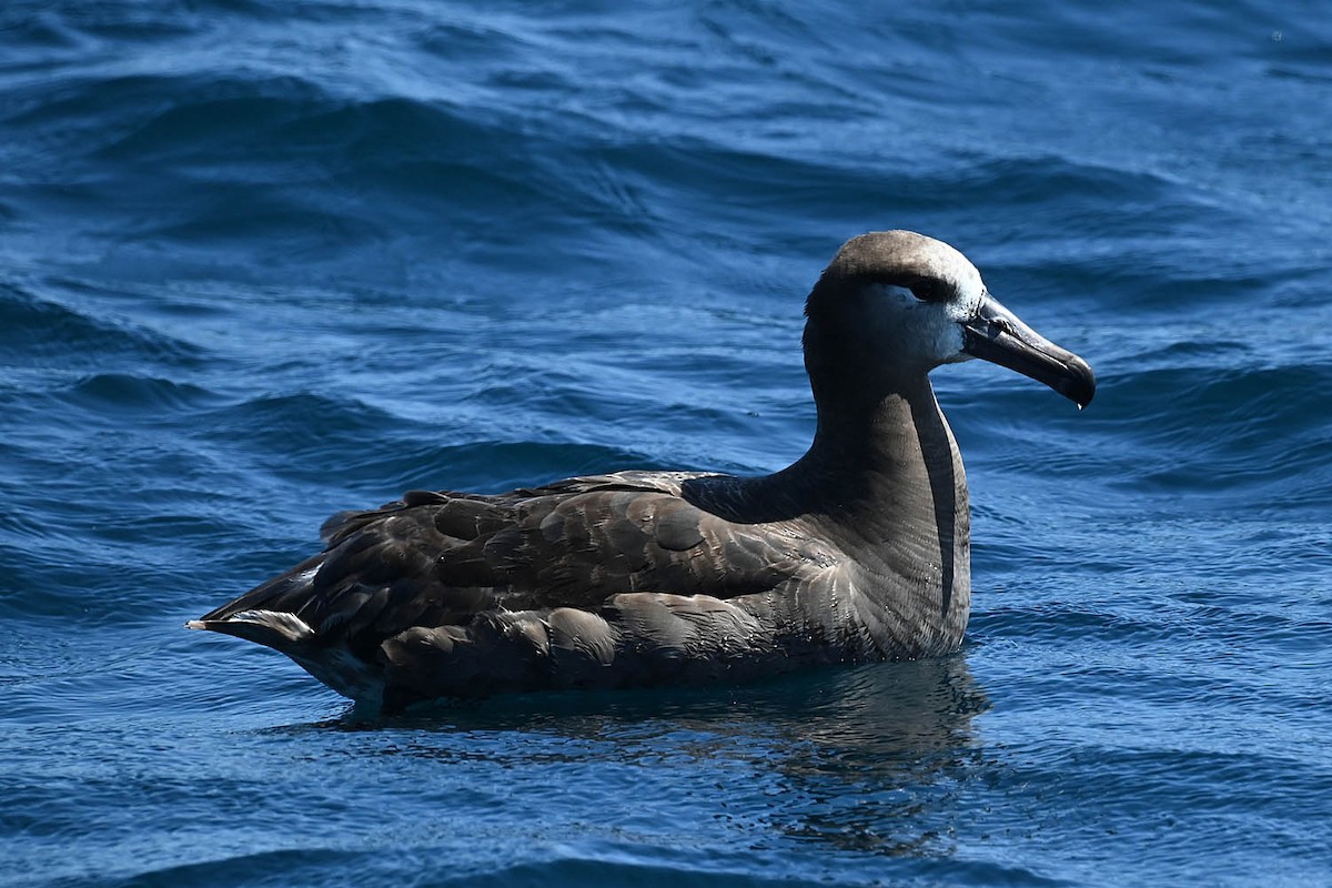 Black-footed Albatross - ML608412441