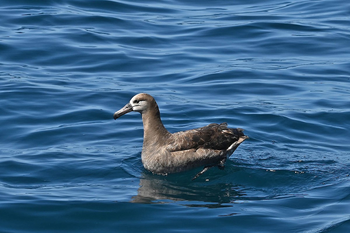 Black-footed Albatross - ML608412443