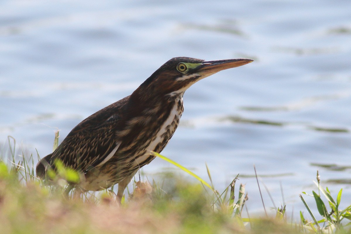 Green Heron - ML608412449