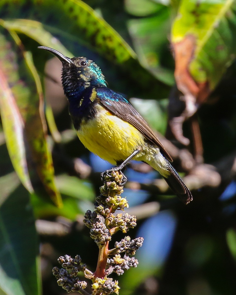 Variable Sunbird - David Kirschke