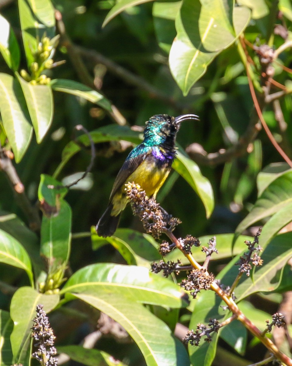 Variable Sunbird - David Kirschke