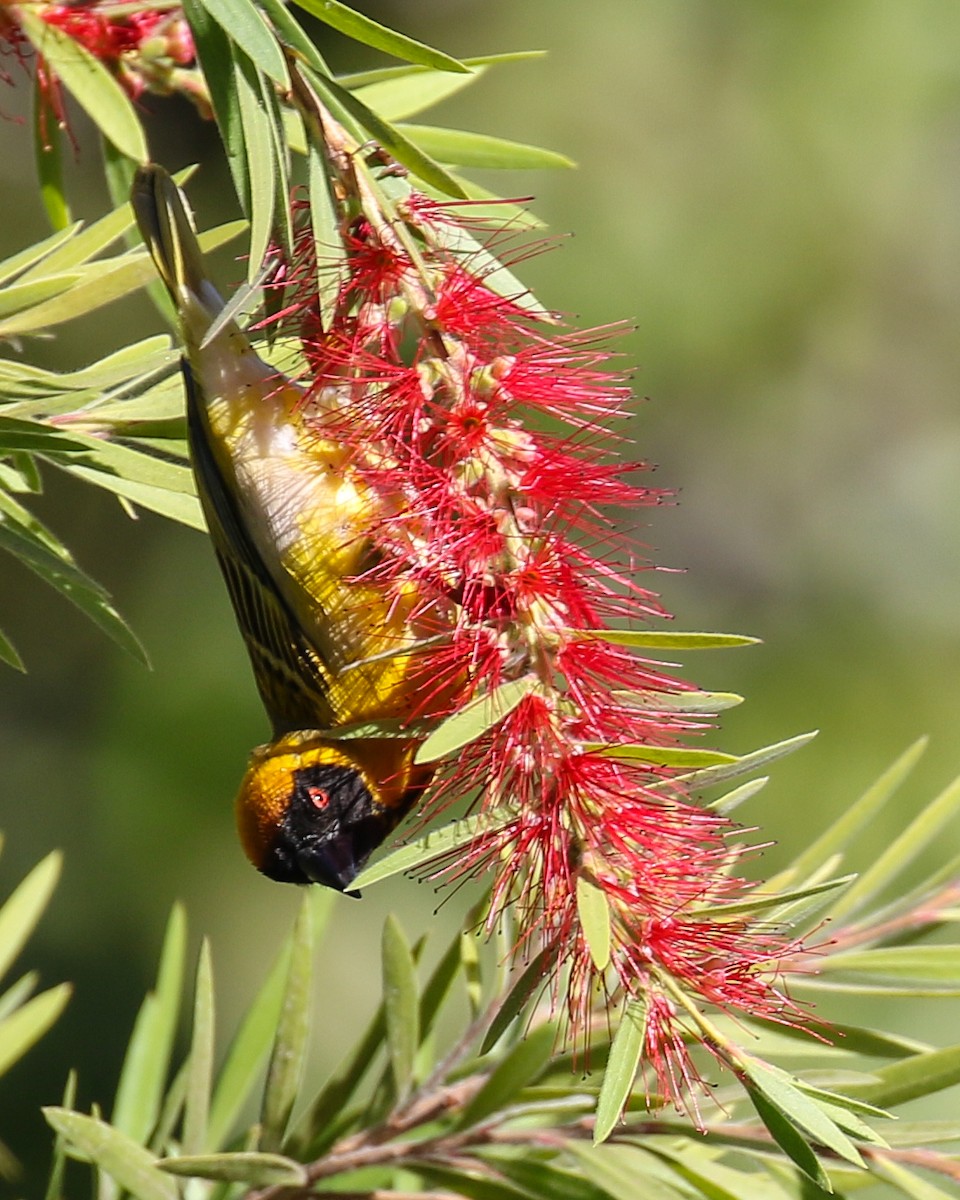 Southern Masked-Weaver - ML608412474