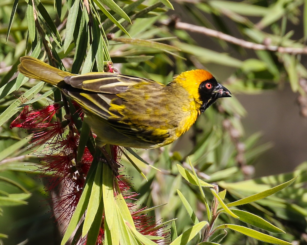 Southern Masked-Weaver - ML608412475