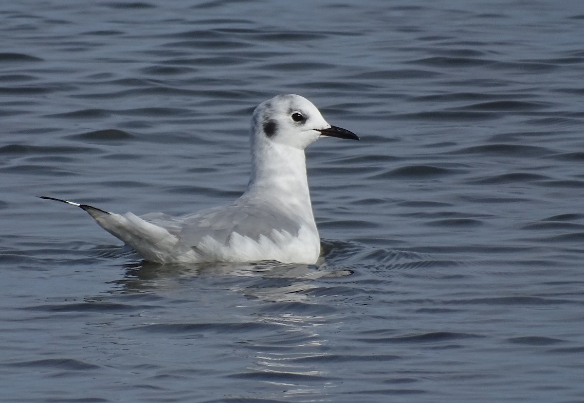 Bonaparte's Gull - ML608412494