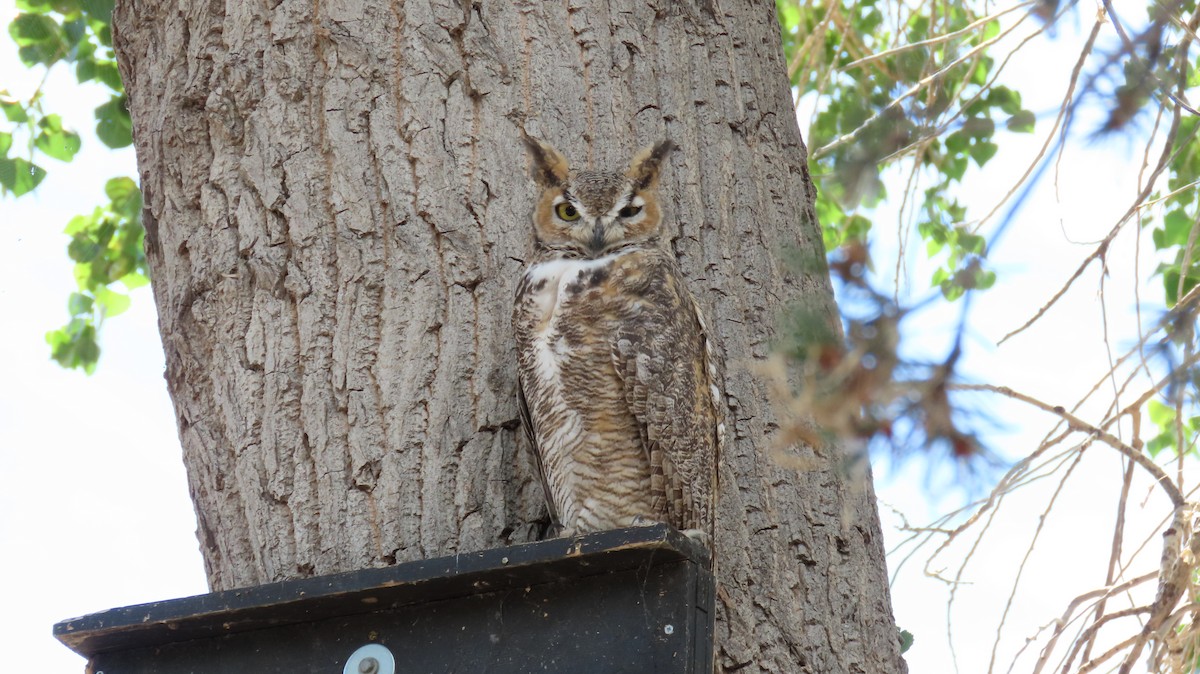 Great Horned Owl - ML608412512