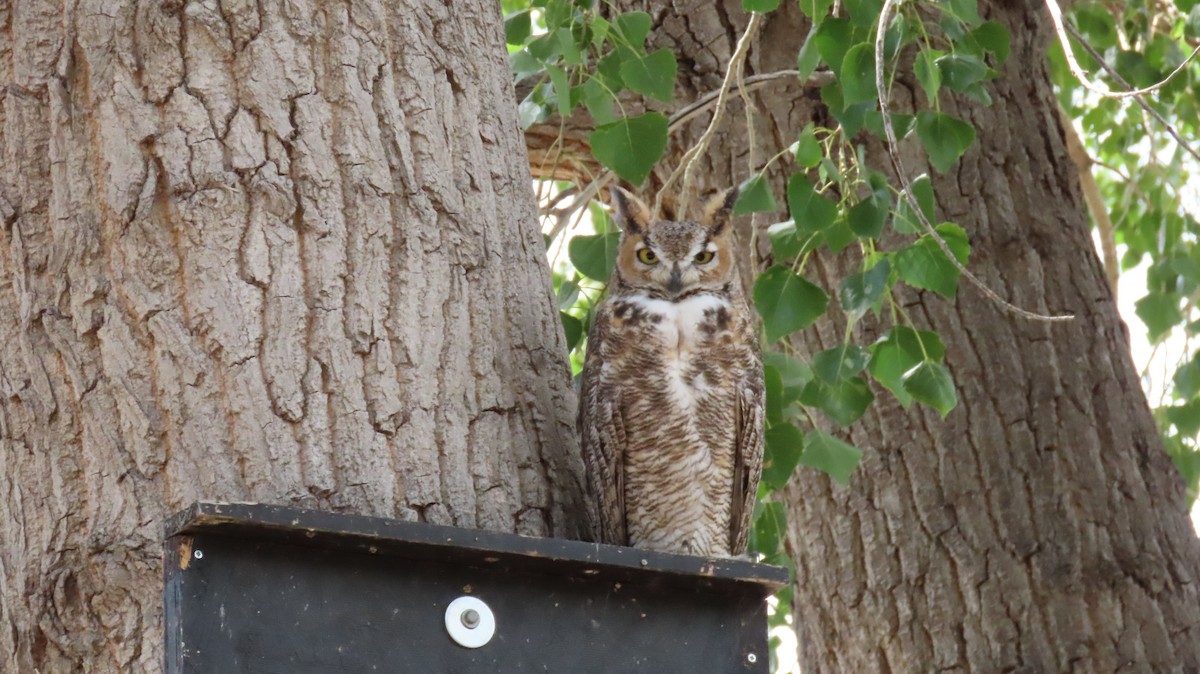 Great Horned Owl - ML608412514