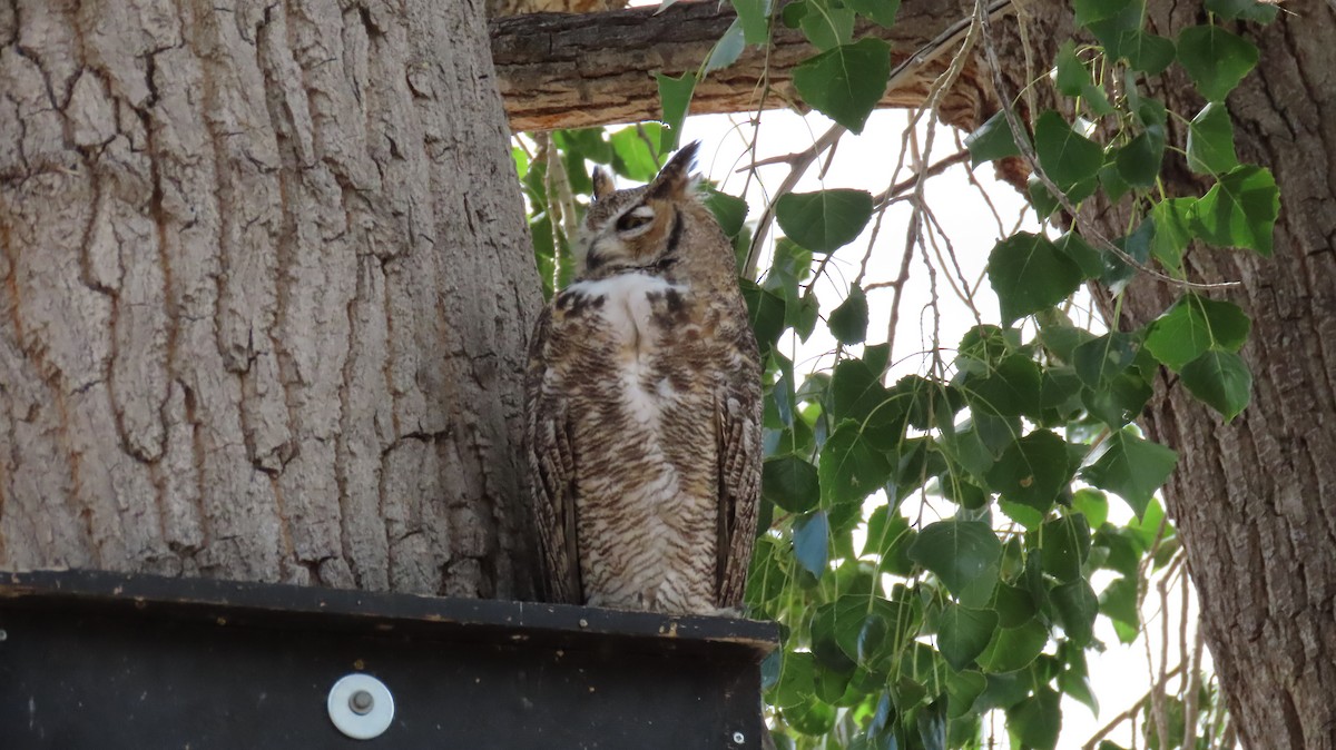 Great Horned Owl - ML608412515