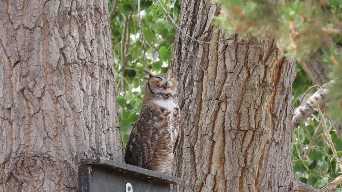 Great Horned Owl - ML608412516