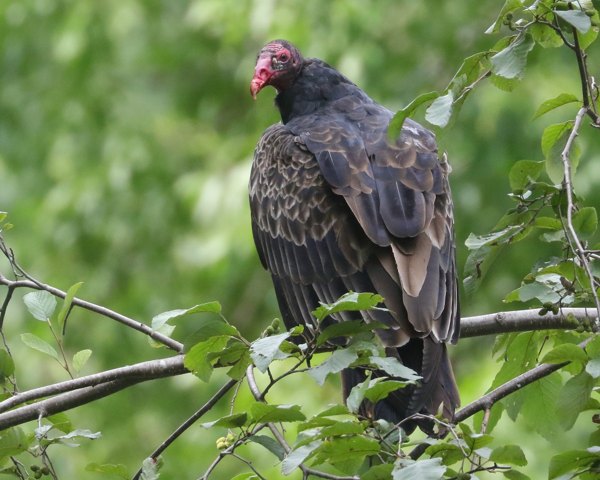 Turkey Vulture - ML608412555