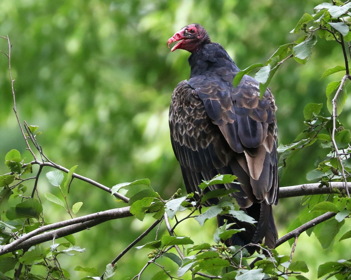 Turkey Vulture - ML608412556