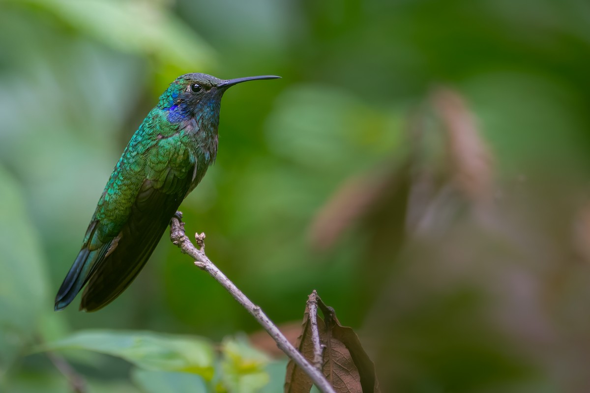 Mexican Violetear - ML608412578