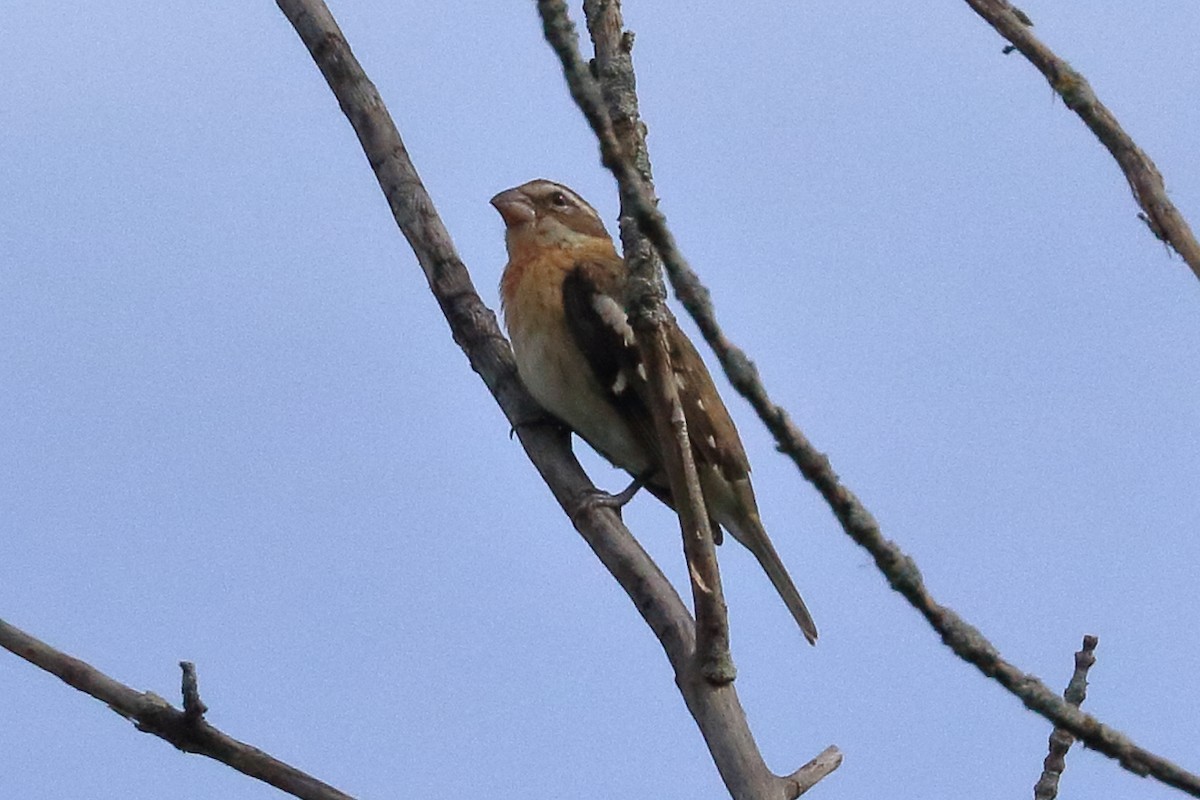 Rose-breasted Grosbeak - ML608412588