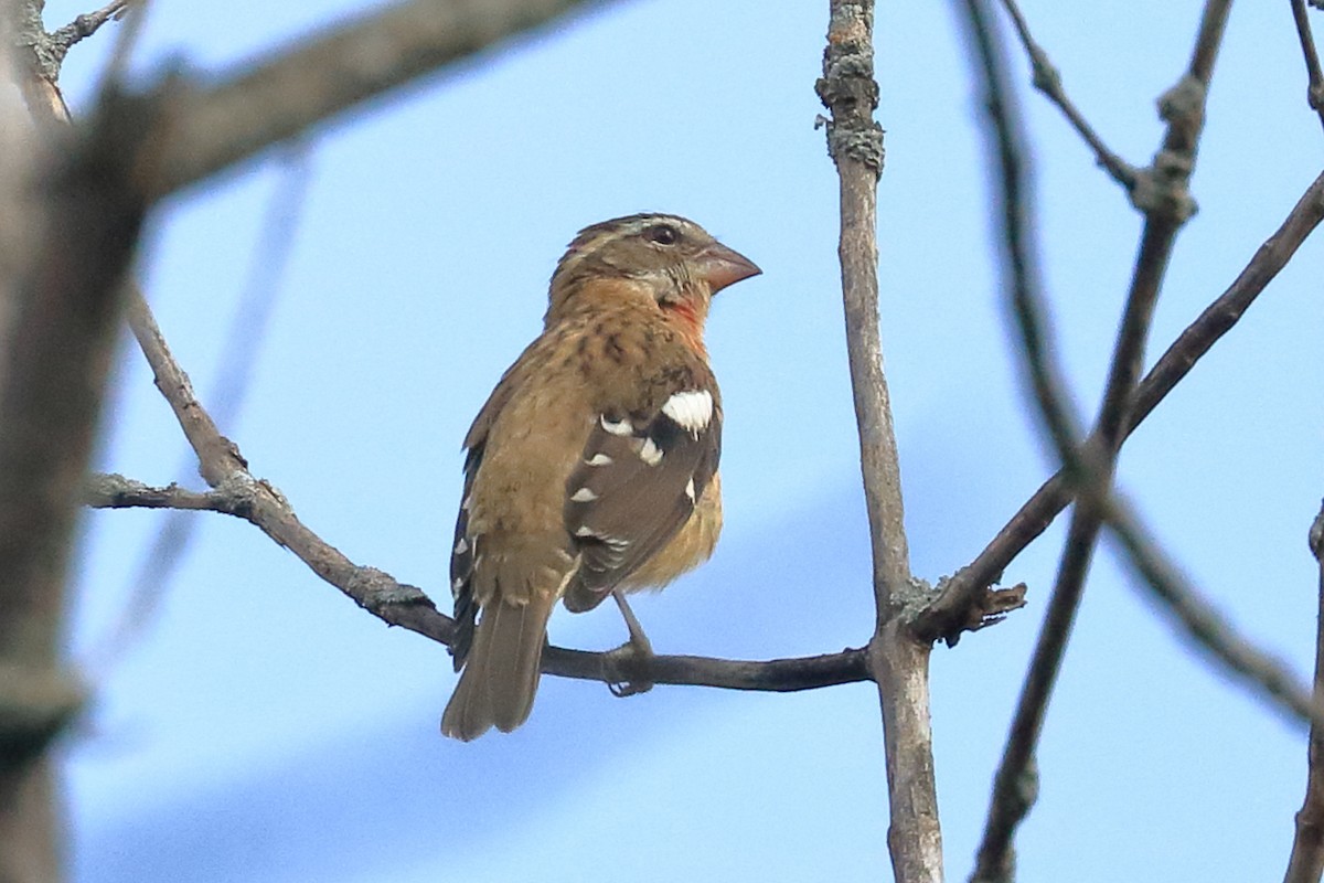 Rose-breasted Grosbeak - ML608412589