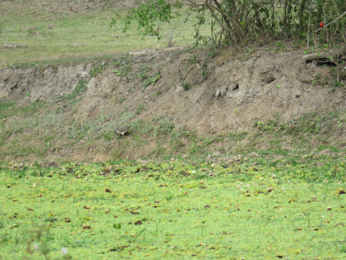 White-tipped Dove - Miguel  C