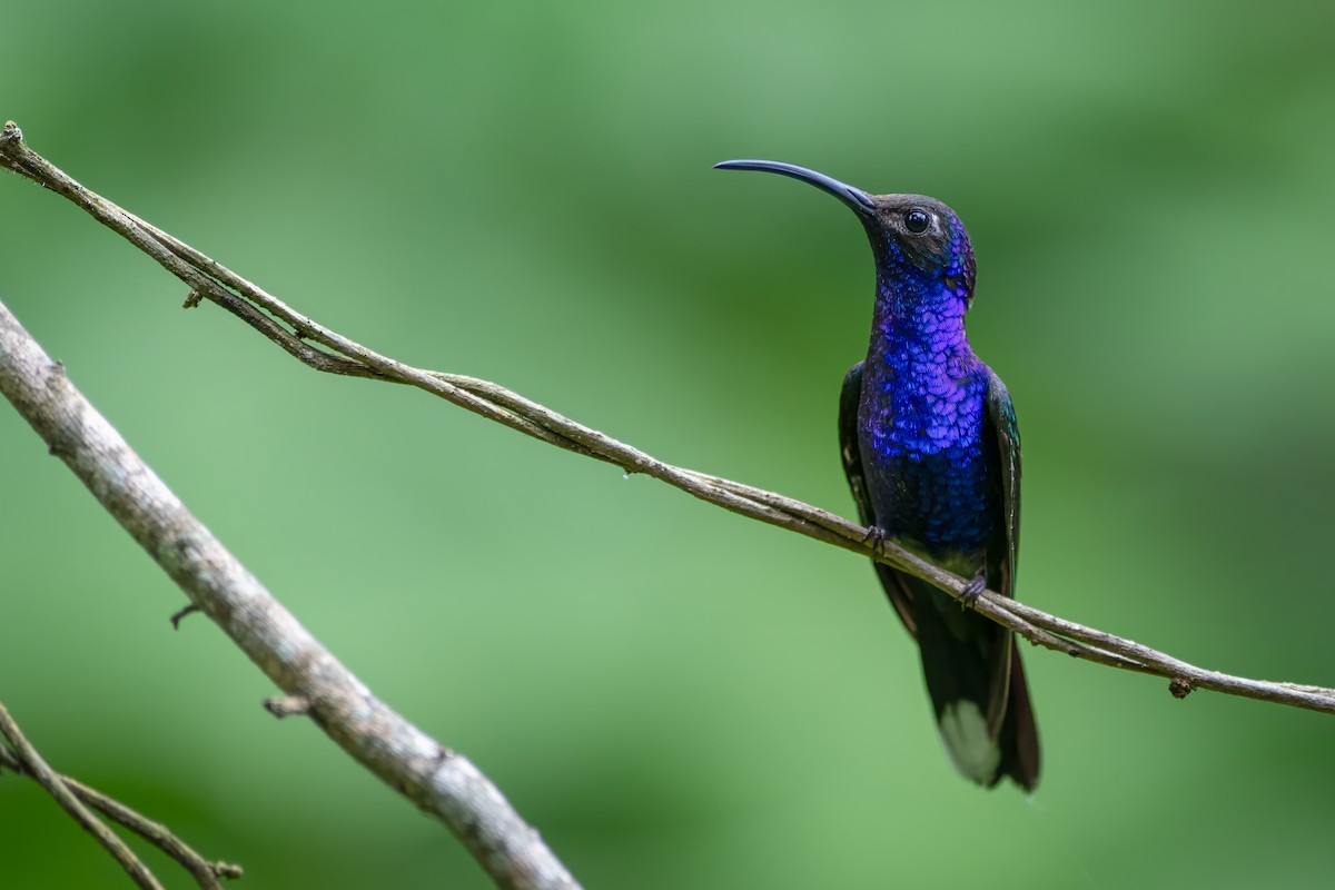 Violet Sabrewing - ML608412721