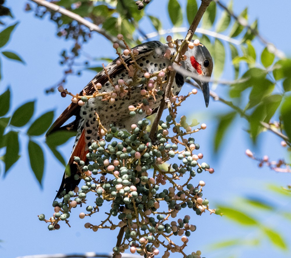 Northern Flicker (Red-shafted) - Carlton Cook