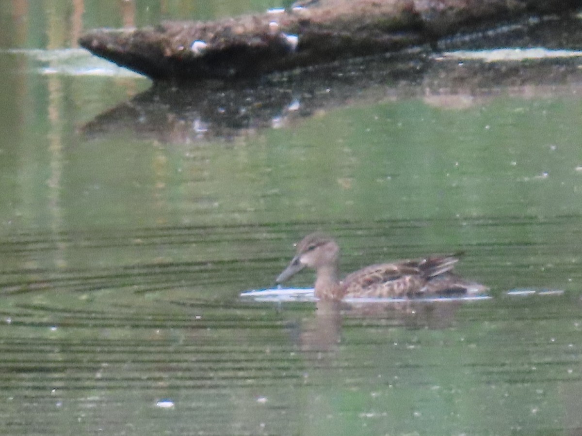 Blue-winged Teal - ML608412842