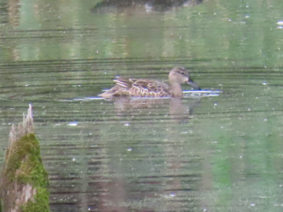 Blue-winged Teal - ML608412843