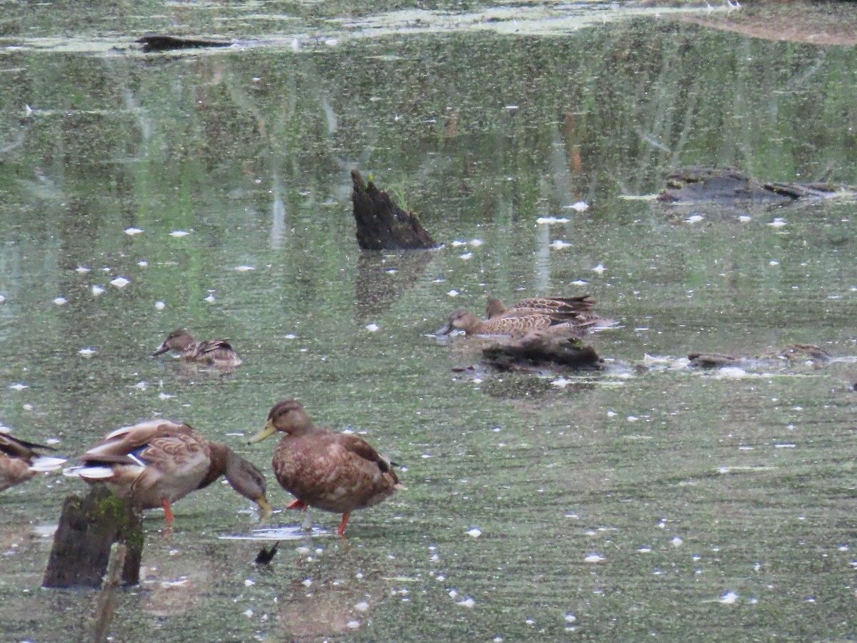 Blue-winged Teal - ML608412844