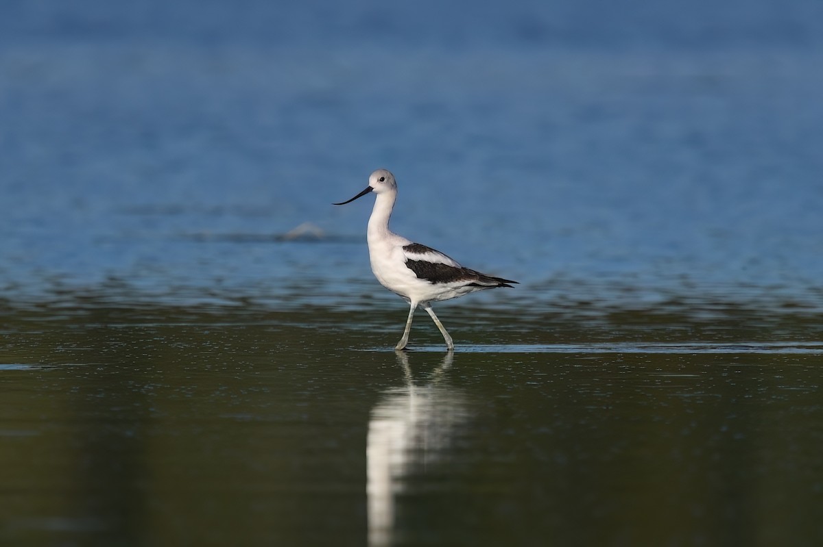 American Avocet - ML608412849