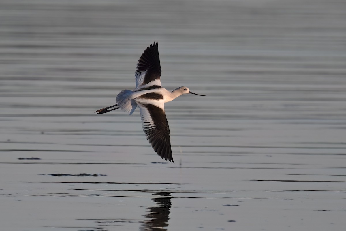 American Avocet - ML608412850