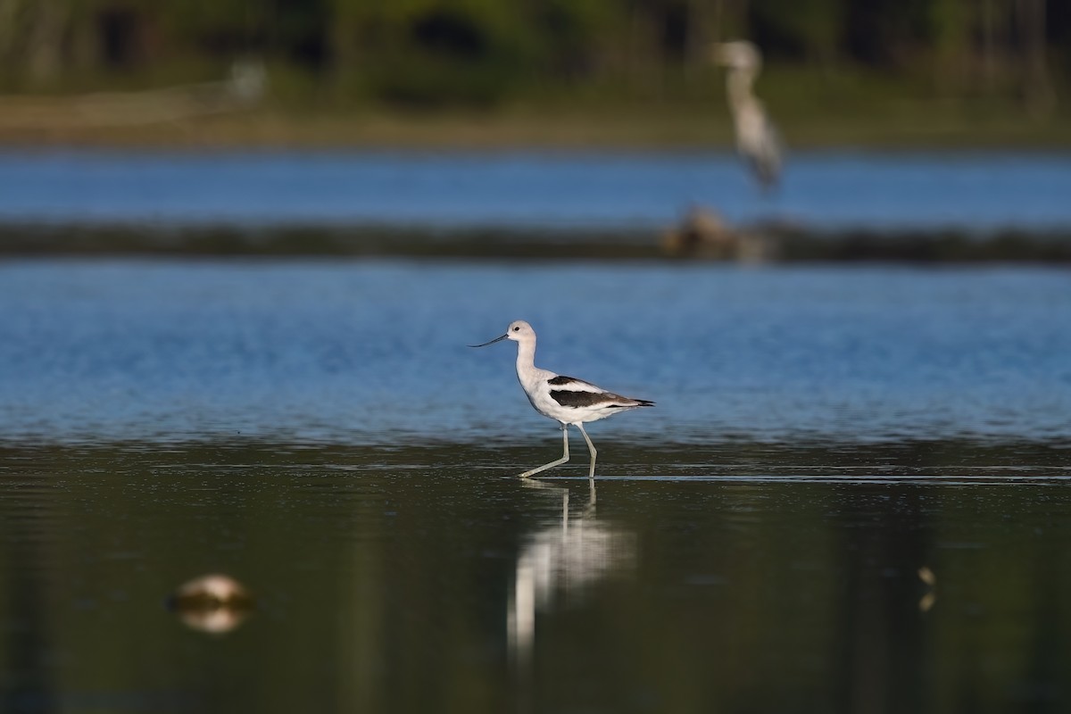 American Avocet - ML608412854