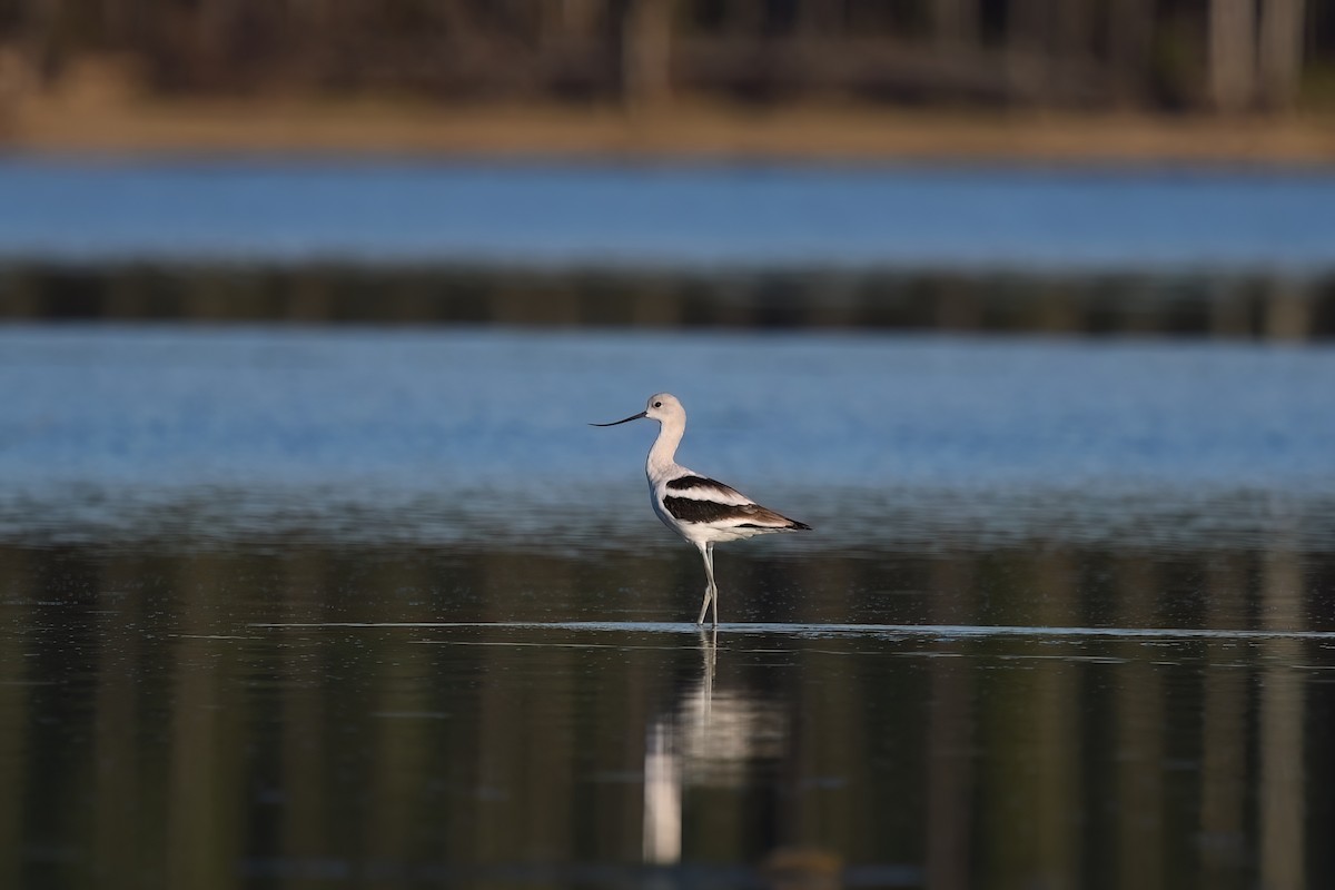 American Avocet - ML608412857