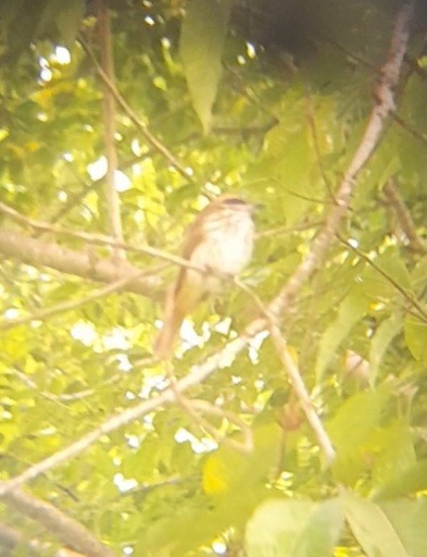 Streaked Flycatcher - ML608412865