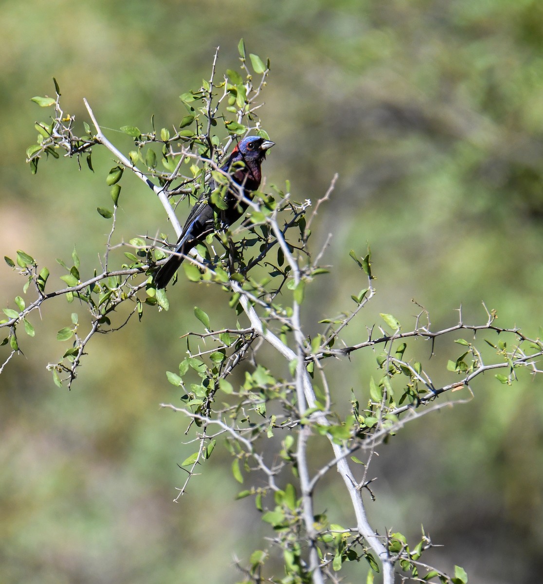 Varied Bunting - ML608412939