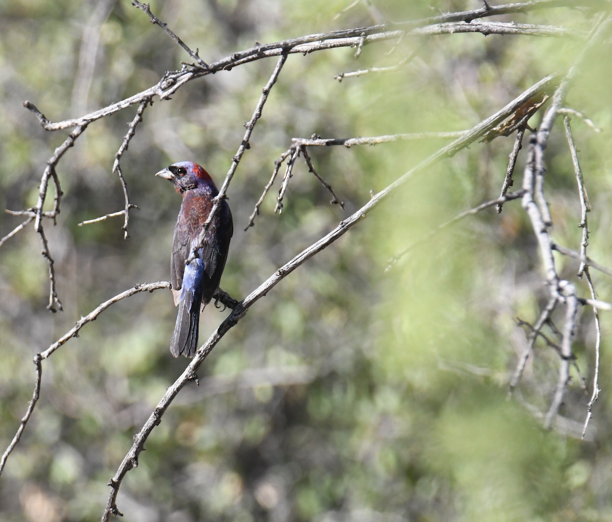 Varied Bunting - ML608412940