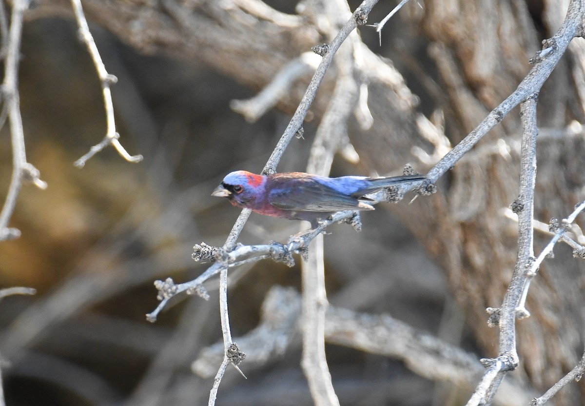 Varied Bunting - ML608412949