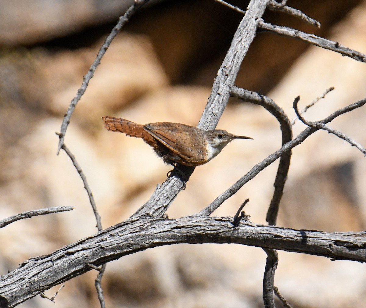 Canyon Wren - ML608412962