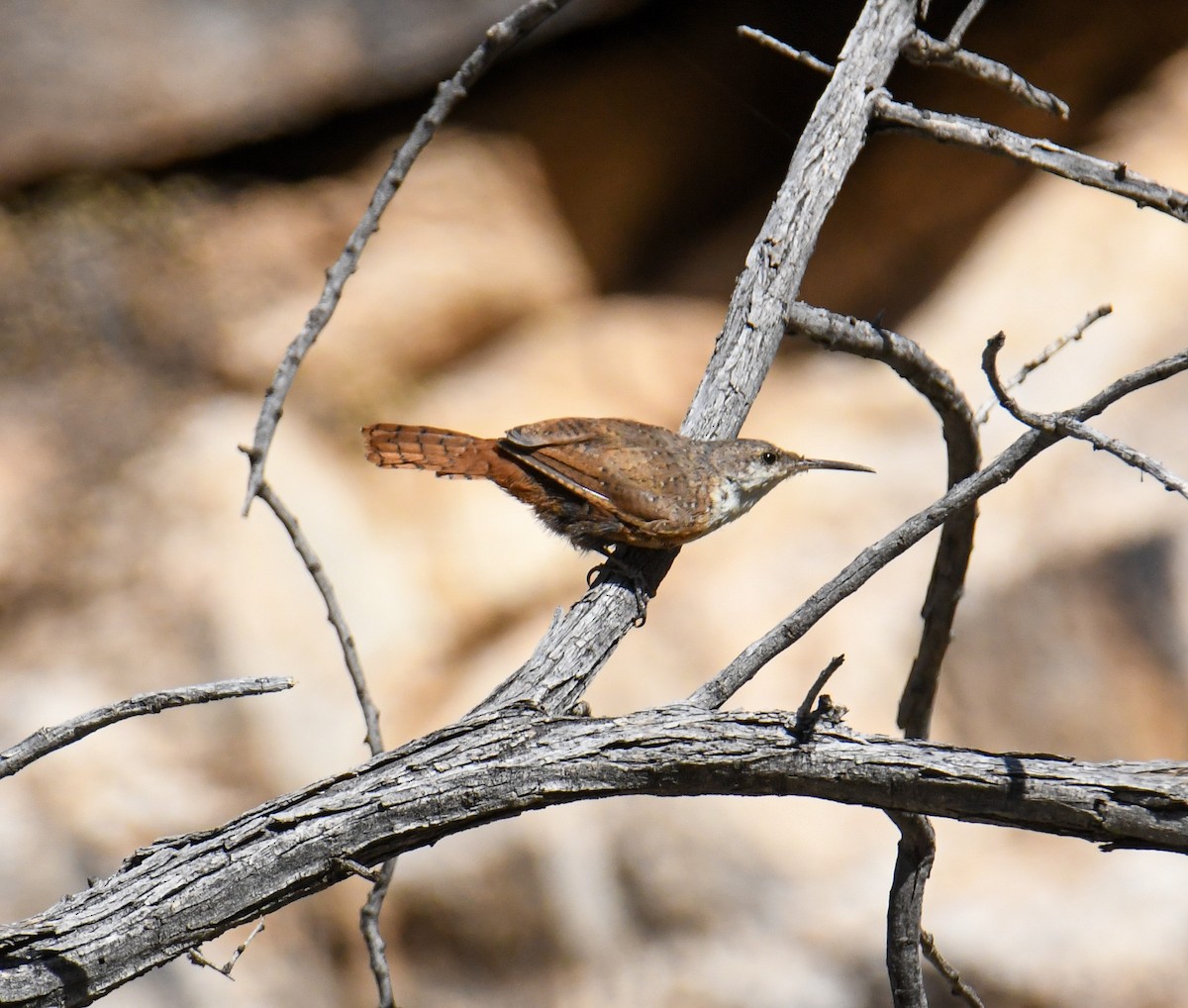 Canyon Wren - ML608412963