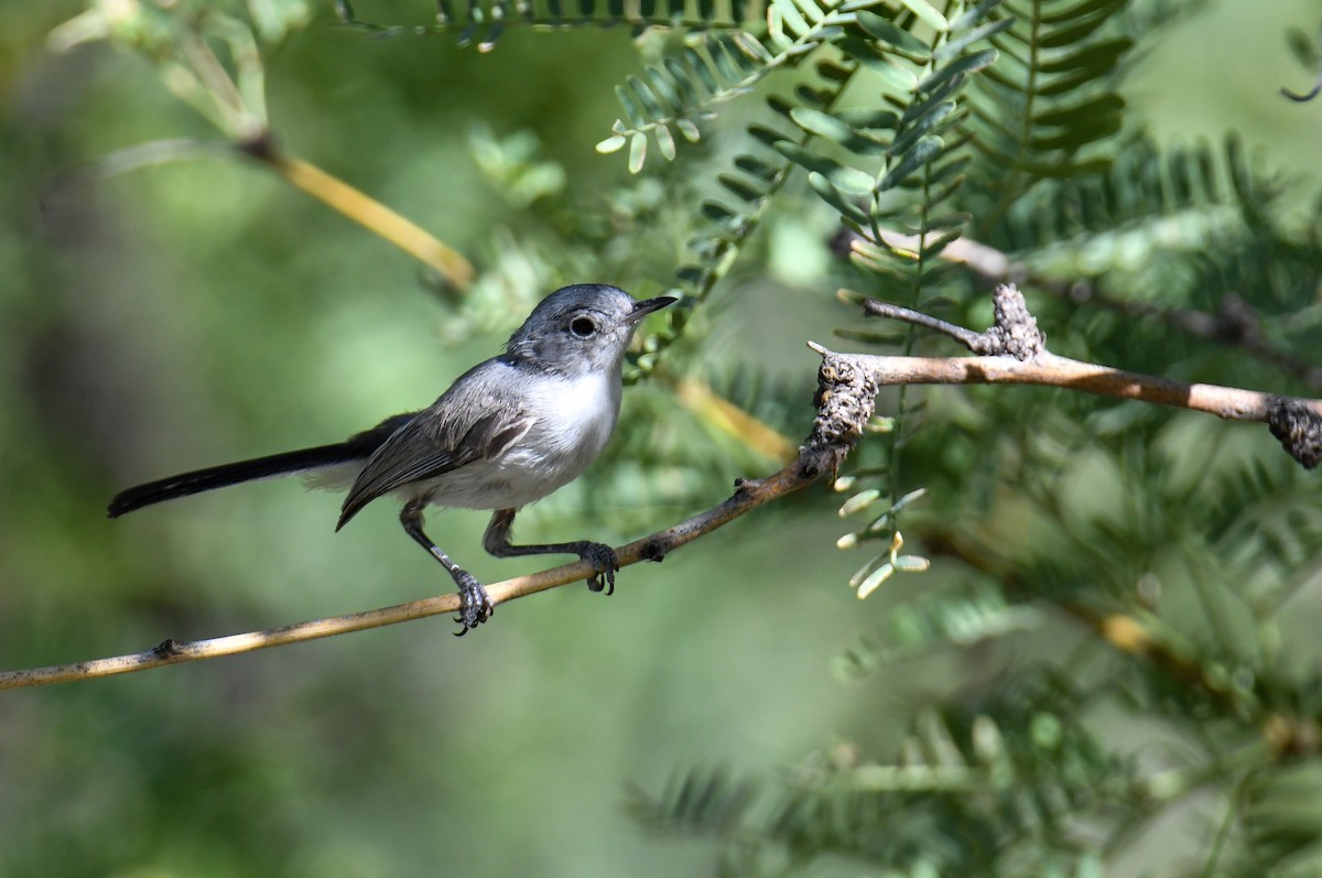 Black-tailed Gnatcatcher - ML608412970