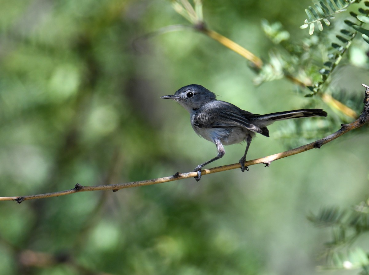 Black-tailed Gnatcatcher - ML608412971