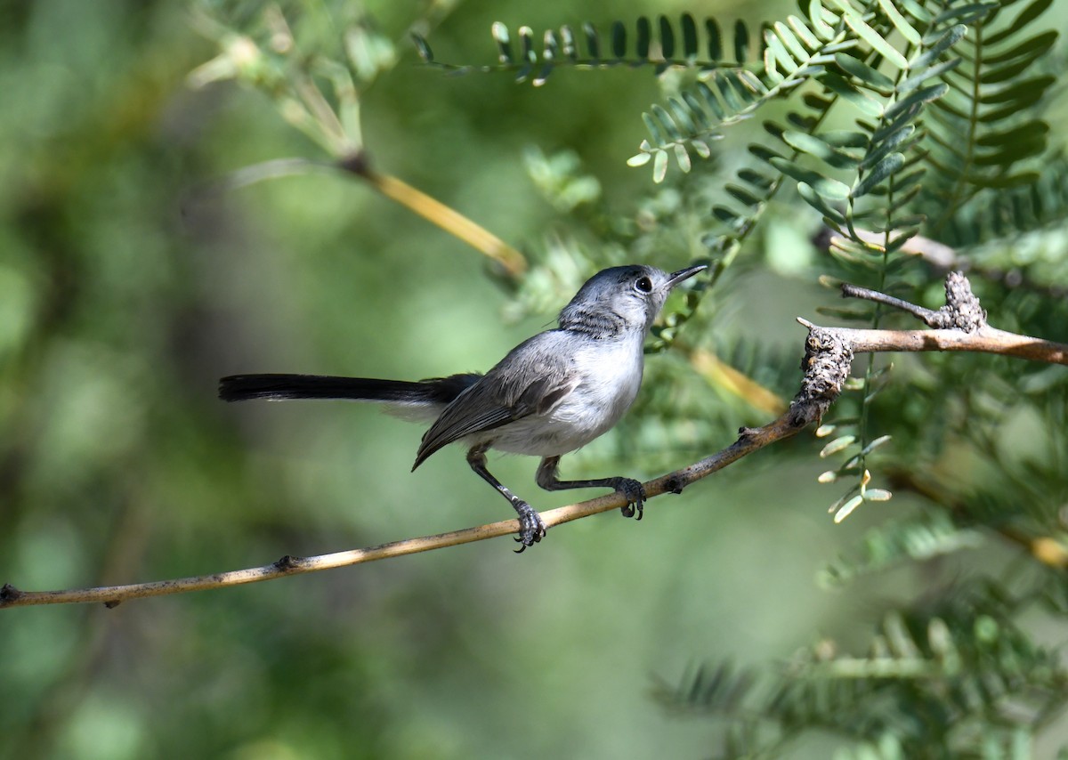 Black-tailed Gnatcatcher - ML608412972