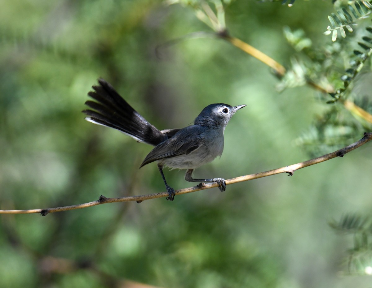 Black-tailed Gnatcatcher - ML608412973