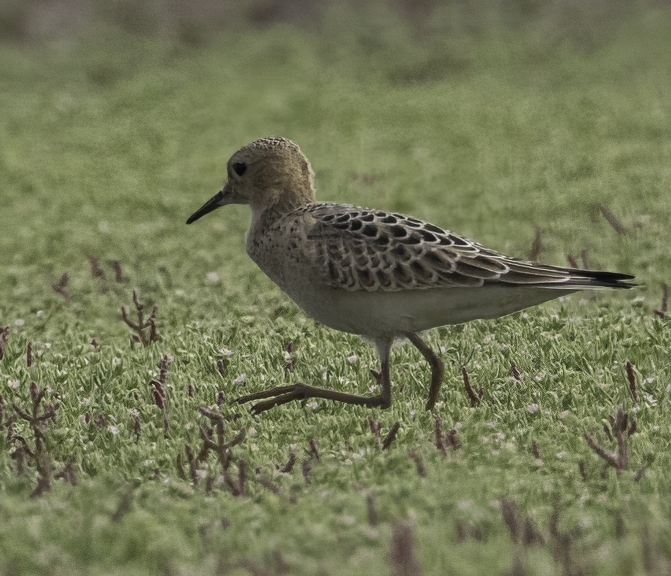 Buff-breasted Sandpiper - ML608413015