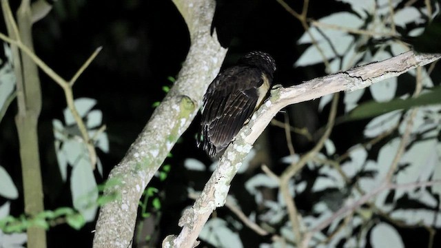 Tawny-browed Owl - ML608413034