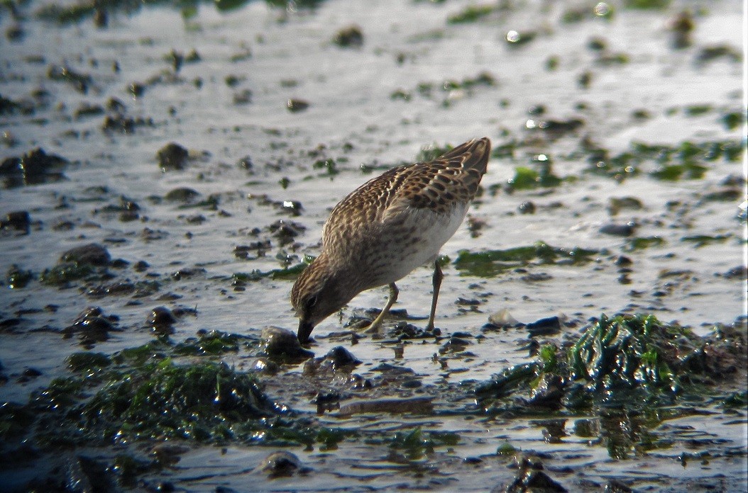 Least Sandpiper - ML608413040